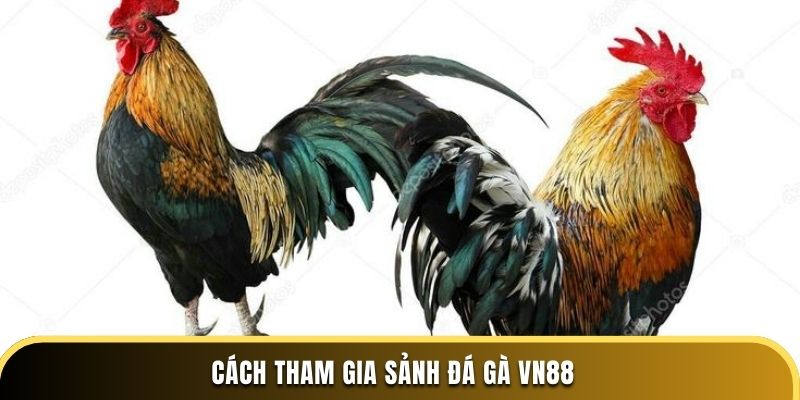 cách tham gia đá gà vn88